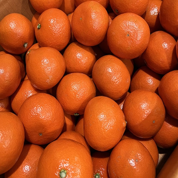  [신한카드 할인][흙이음] 제주 홍매향 소과 2.5kg