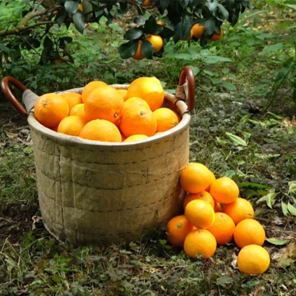 [황금최고] 제주 황금향 3kg 5kg 소과 중과 가정용 못난이