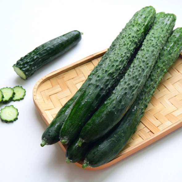 [농협] 한아름드린 신선 취청오이 2/3/5/10kg(1kg당4-5개내)