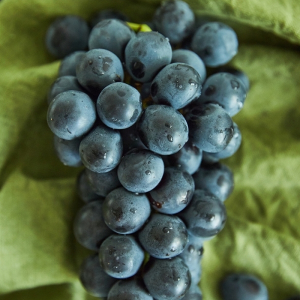 [만원의 행복] 달콤한 포도 캠벨포도  1kg (1-2수)/2kg (3-4수)