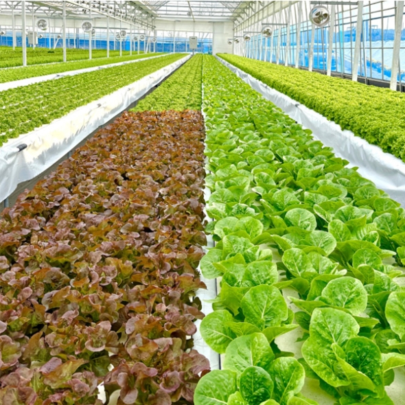 [농협] 한아름드린 GAP인증 유러피안 샐러드 1kg(박스)/당일 수확/선별/출고