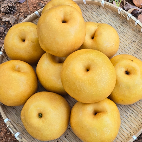 [신한카드 할인]  시원하고 달콤한 가정용 햇배