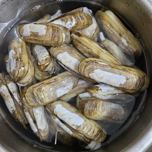 홍지수산 남해안 대표 맛조개 가리맛  1kg 