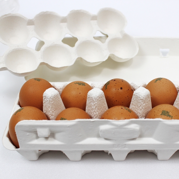 (난각번호 1번) 자연방사 방목 유정란 계란 달걀 20구 (52g이상 특란 무선별 배송) 계란