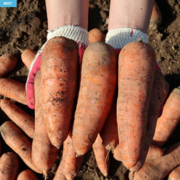 [만원의 행복] [햇당근] 신선한 햇당근_흙당근 [2kg-3kg]