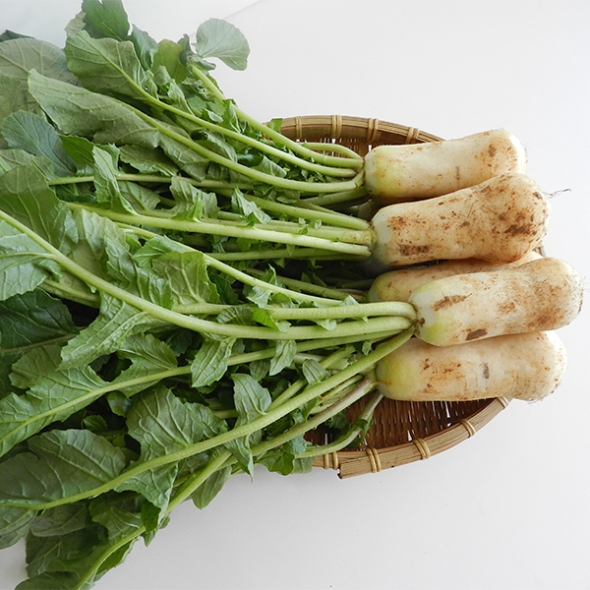 [김장철] 싱싱하고 아삭아삭한  알타리&초롱무