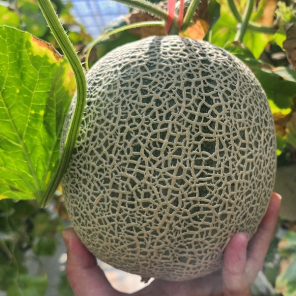 [만원의 행복]부드럽고 달콤한 맛 머스크메론 꿀멜론 1.8kg 1수/8kg 3-5수