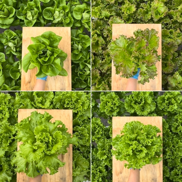 [무농약/수경재배] 유러피안 유럽상추 모듬세트 [600g-1kg/3종랜덤발송]