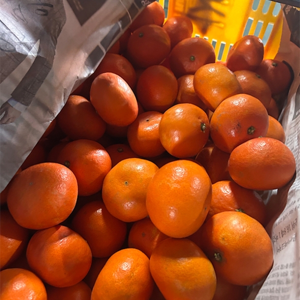 짙은 단맛의 귀한귤  홍미향