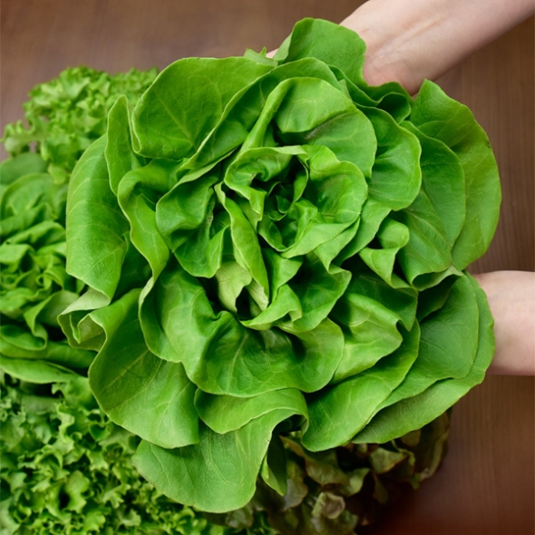 [무농약/수경재배] 유러피안 샐러드 야채 모듬세트 [1kg/4종]