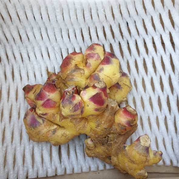 [김장철] [생강최고] 찐한 생강 흙생강 세척생강 1kg