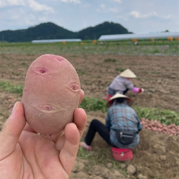 땅속에 사과 국내산 홍감자