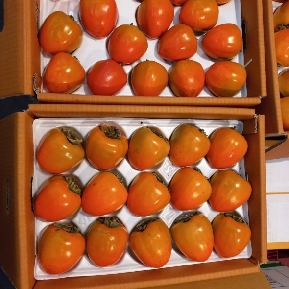 [만원의 행복]홍시 대봉 대봉감 2kg/5kg/10kg 소과 중과 대과 곶감용 홍시 대봉시