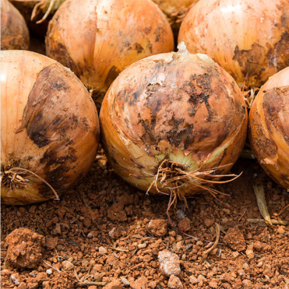 [김장철] [무안직송] 달큰 아삭 양파 3kg 5kg 소 중대 사이즈 흰양파