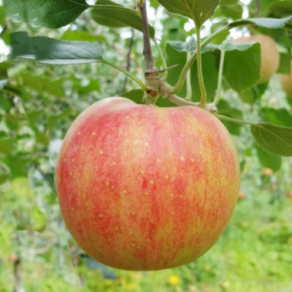 [25년 햇사과] 꿀사과_햇 부사_2kg(소과) [9과내외]