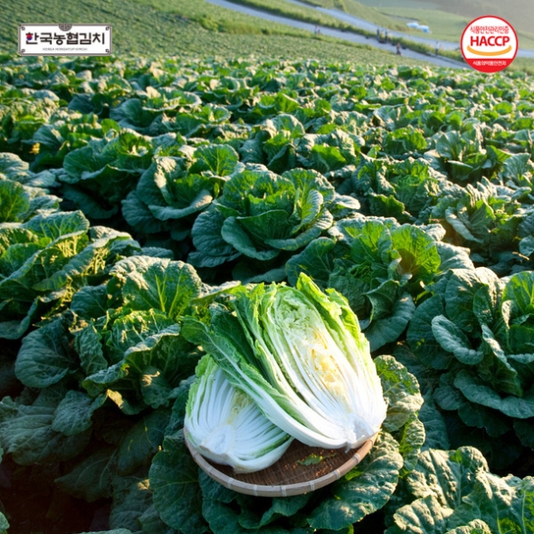 [예약배송] [한국농협김치] 전북대표 마이산 절임배추 10kg(4-6포기) /도착일 지정