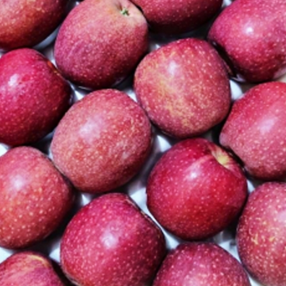 [프리미엄 감홍사과] 단단한 감홍사과 가정실속형 2kg 3kg 5kg 아삭한 사과