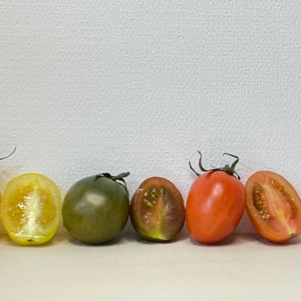 저칼로리 간식 컬러 방울토마토