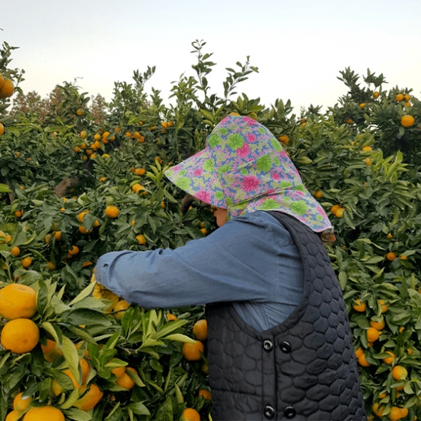 [만원의 행복] 고당도 타이벡  감귤(푸)