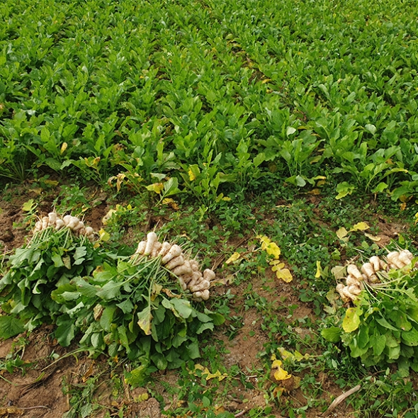 자연의 선물  강원도  알타리무(푸)