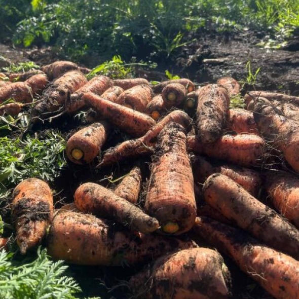 [농장직송] 제주 세척 구좌당근 [3kg-10kg/익일출고]