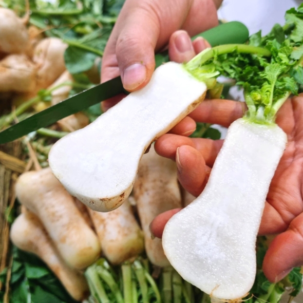 [농협] 한아름드린 신선 알타리무 4kg(특)