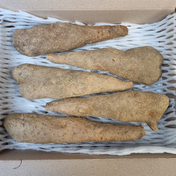 비옥한 흙에서 비롯된 신선한 산마,장마(푸)