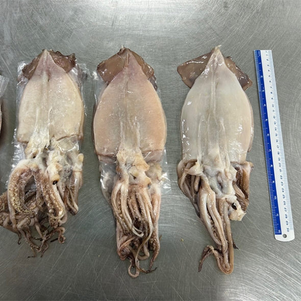 청정지역 구룡포 반건조 오징어(푸)