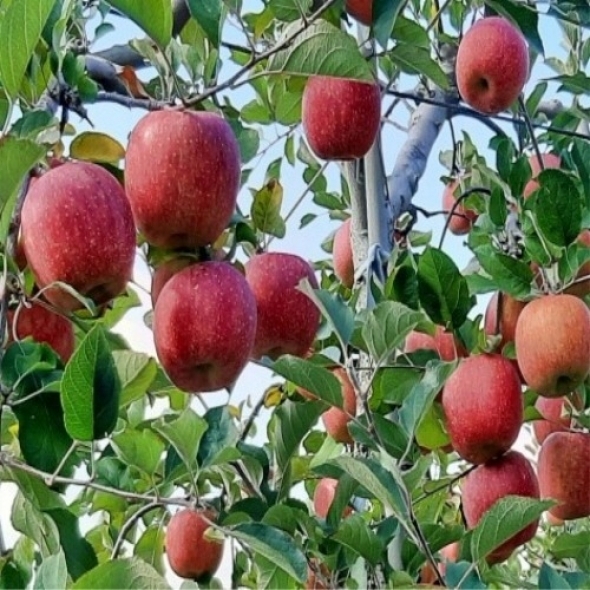 [얼음골사과]신맛이 적고 당도가 월등하게 높은 사과 정품 3kg 5kg 10kg 중과 대과