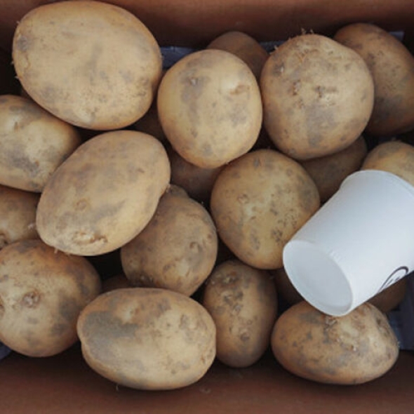 [25년_햇감자] 신선한 햇감자 3kg/5kg/10kg [소/중/특상]