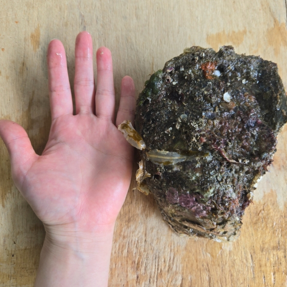 자연산 손질 바위굴 벚굴 2kg 3kg 