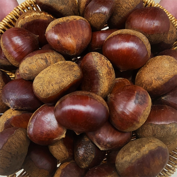 부여 햇밤(푸)