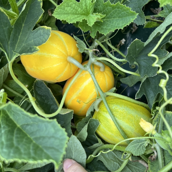 성주참외 고당도 참외 못난이참외 2kg 3kg 5kg 10kg 가정용 실속형