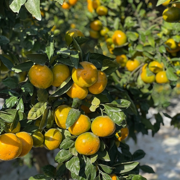 [감귤최고] 타이벡 감귤 4.5kg 가정용 실속형