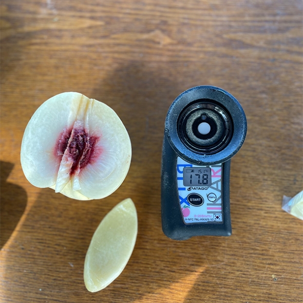 산지직송 과즙가득 복숭아