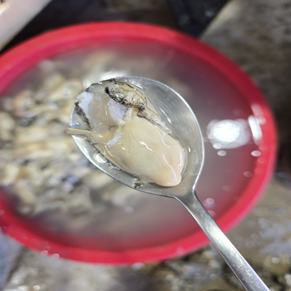 홍지수산 고흥 자연산 알굴 500g  1kg 남해안 깐굴