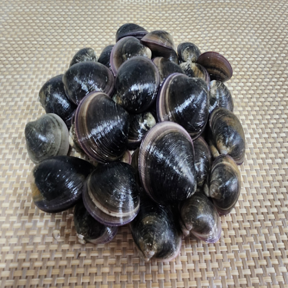 남해안 모시조개 1kg