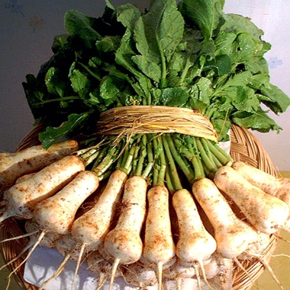 [김장철!] [예약배송]태안 알타리 무절임 10kg