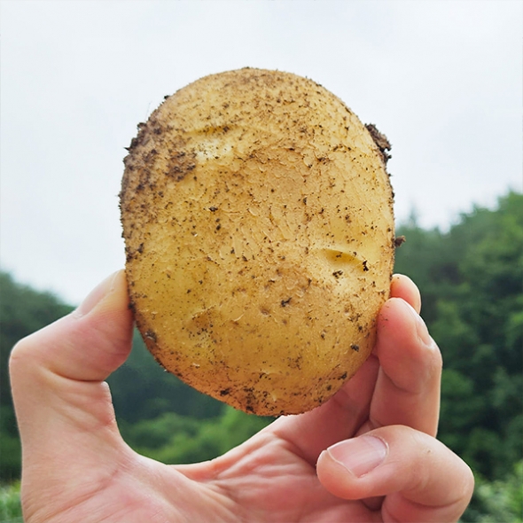 부드럽고 달달한 맛 두백감자(푸)