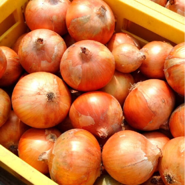 [산지직송] 밀양 햇양파 중소 혼합 [1kg-10kg/익일출고]