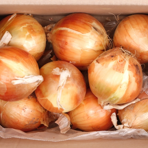 산지직송 국내산 창녕 고령 단단한 햇양파  중 대 특 1kg 2kg 3kg 