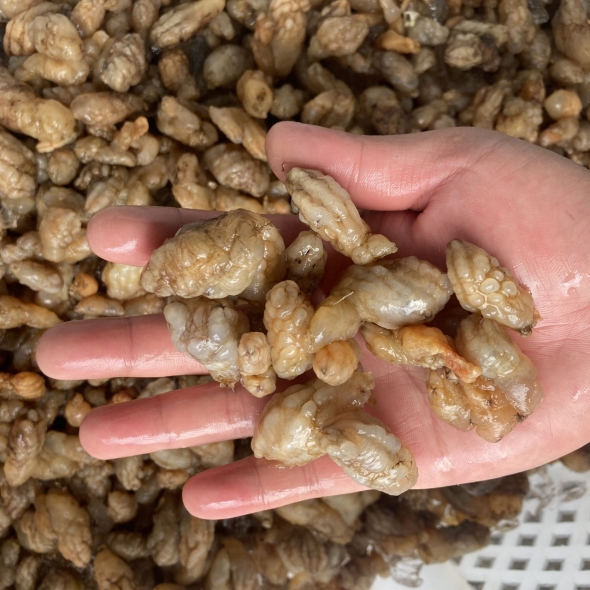 통영 거제 진동만 제철 오만둥이 오만디 1kg(500g+500g) 참 미더덕