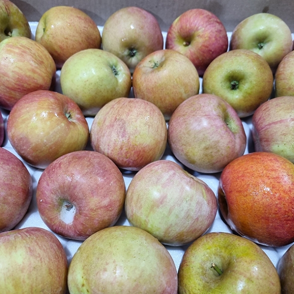 [만원의 행복] [사과캄스] 빨간 부사 사과 1.5kg 2kg 3kg 가정용 실속형