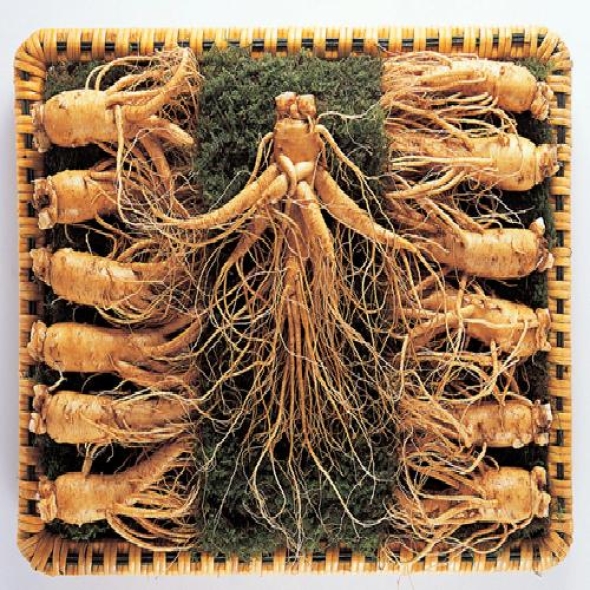  [名品] 금산인삼 선물용 포장 수삼세트(1000g)(24~28뿌리)