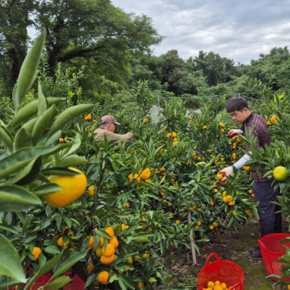 [산지직송/첫수확] 신선한_고당도 유라 조생감귤 [2kg/5kg]