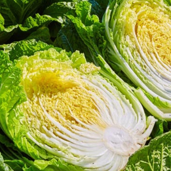 [김장철!] [예약배송]태안 바닷물 절임배추 20kg(6-8포기내외)