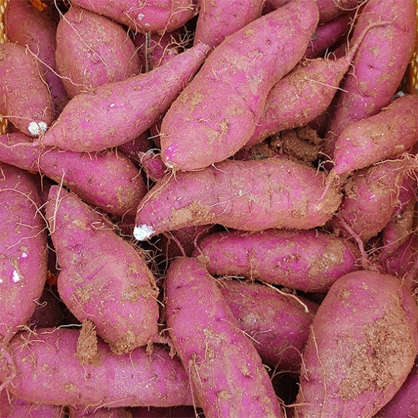 해남 명품 호박고구마(푸)