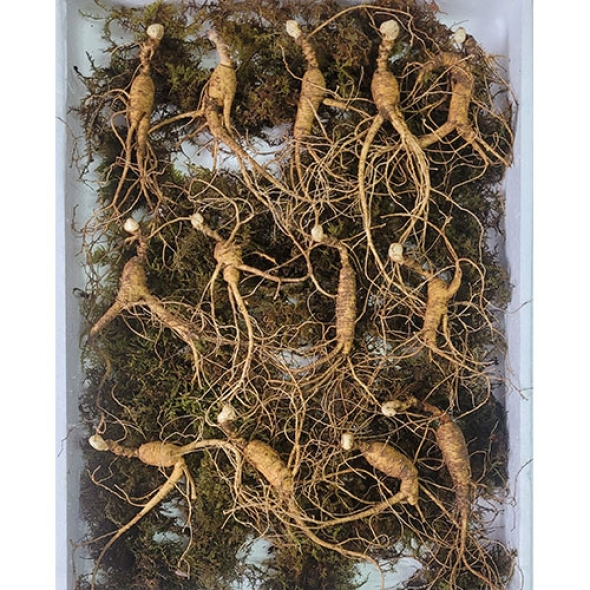 이석철농가 11년근이상 산양 산삼 5뿌리