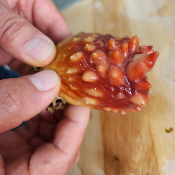 활멍게1kg