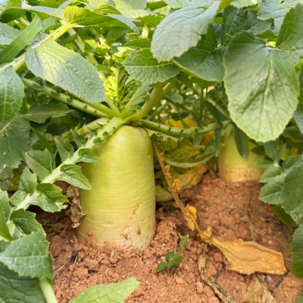 [김장철] [채소브팜] 햇 무 달큰한 무우 무시 못난이 무 미니무 정품무 5kg 10kg 비세척 흙무